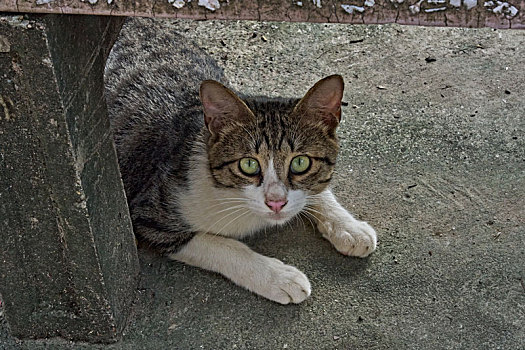 特写公园野猫