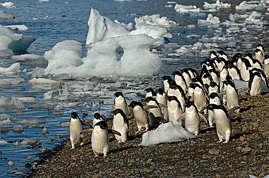 南极,南极半岛,岛屿,阿德利企鹅,走,海滩