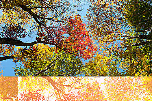 彩色,叶子,深秋,弗兰科尼亚山峡州立公园,怀特山,国家森林,新罕布什尔,新英格兰,美国,北美