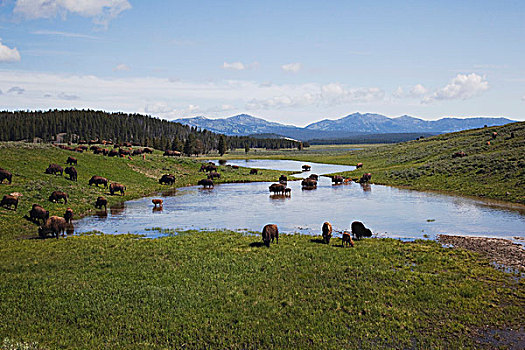 美洲野牛,水牛,野牛,牧群,黄石国家公园,怀俄明,美国