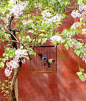 北京,鸟,树