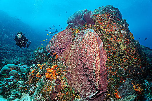 水中呼吸器,潜水,看,礁石,排列,多样,彩色,海绵,珊瑚,小,多巴哥岛,斯佩塞德,特立尼达和多巴哥,小安的列斯群岛,加勒比海