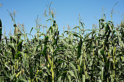 密歇根,玉米田,大幅,尺寸