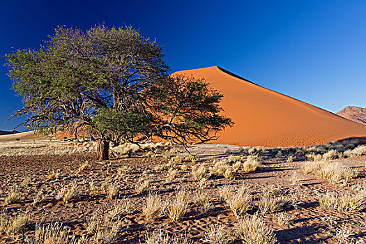 干燥,风景,沙丘,树,索苏维来地区,纳米比亚