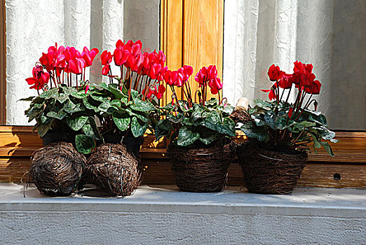 窗台上的花盆