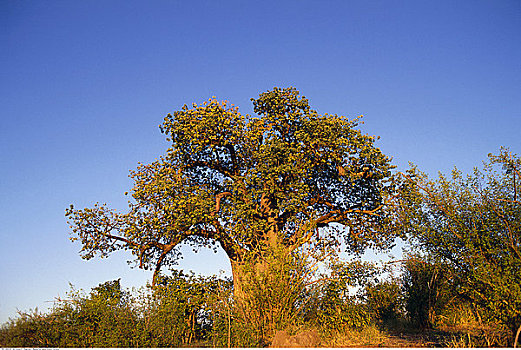 猴面包树,博茨瓦纳,非洲