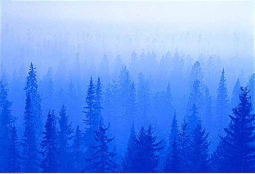 针叶林,雾,靠近,王子,不列颠哥伦比亚省,加拿大
