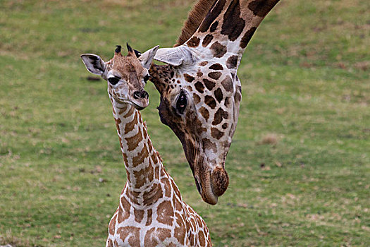 长颈鹿,母亲,依偎,幼兽,非洲