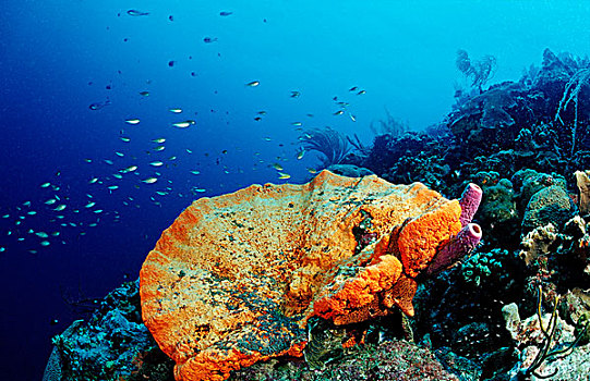 红色,海绵,珊瑚,礁石,博奈尔岛,荷属列斯群岛,加勒比海