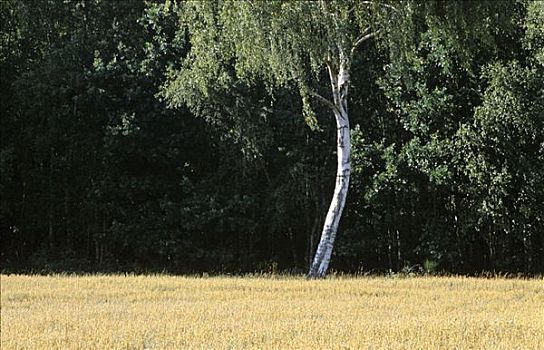 一个,桦树,谷物,德国