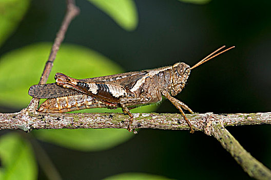 蝗虫,泰国,东南亚