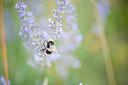 蜜蜂,栖息,花