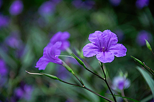 翠芦莉花近摄