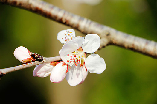 桃花灼灼