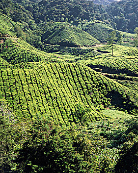 马来西亚,西部,金马伦高地,茶园,大幅,尺寸