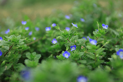 小蓝花