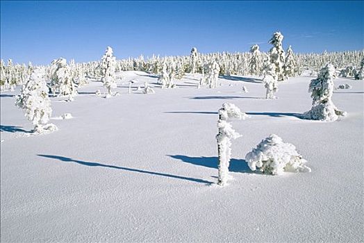 晴朗,山景,树,积雪,瑞典