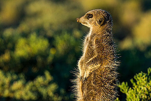 猫鼬,细尾獴属,早晨,亮光,半荒漠,小,西海角,南非,非洲