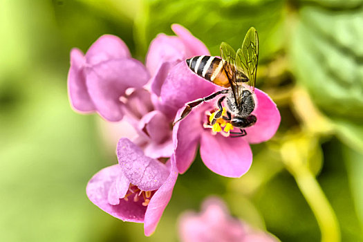 蜜蜂,吃,花粉
