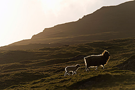 母羊,羊羔,逆光,法罗群岛,丹麦,欧洲