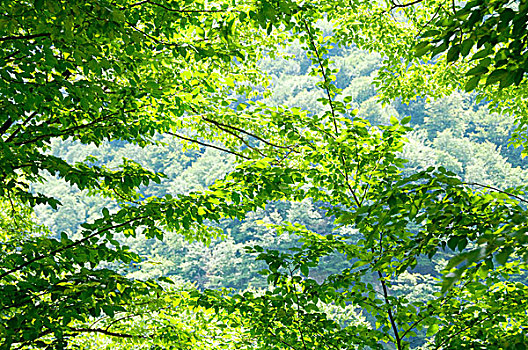 自然,概念,绿色,树林,鲜明,夏天