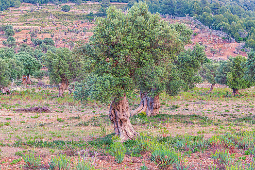 橄榄树,种植园,马略卡岛