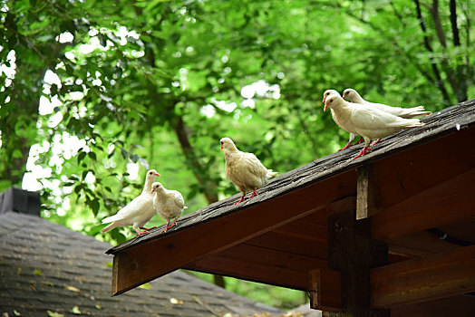 中国江苏省无锡市宜兴市善卷洞风景区屋檐上的一群鸽子