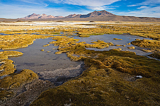 高原,湿地,拉乌卡国家公园,智利