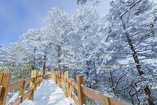 西岭雪山大雪的美丽风景