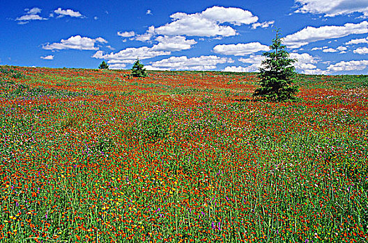 夏日草地,开花,毛茛,安大略省,加拿大