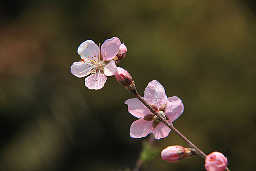 桃花