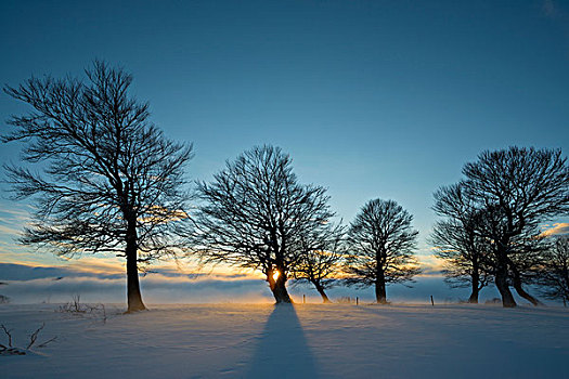 山毛榉,日落,冬天,靠近,布赖施高,黑森林,巴登符腾堡,德国,欧洲