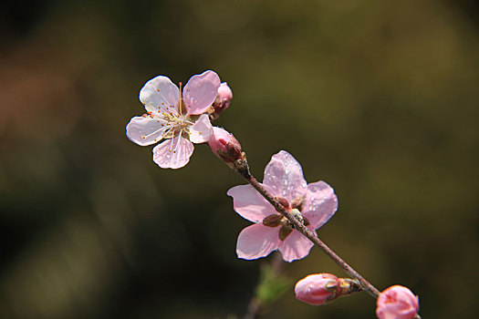 桃花