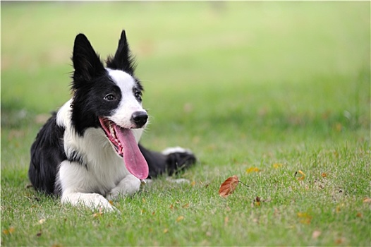 博德牧羊犬,狗