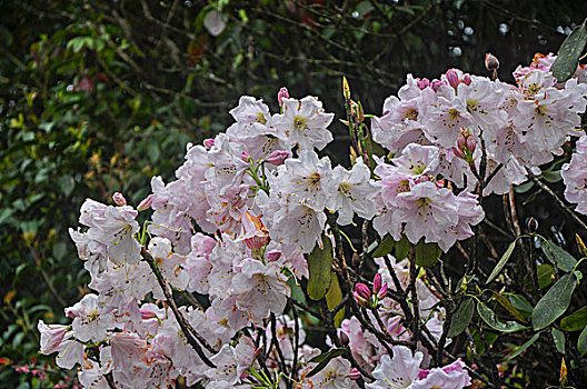 高山杜鹃花