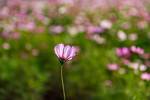 格桑花