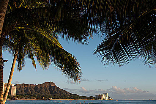 钻石海岬,棕榈树,怀基基海滩,檀香山,瓦胡岛,夏威夷,美国