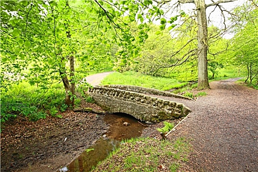 小,石头,桥,公园,春天,苏格兰