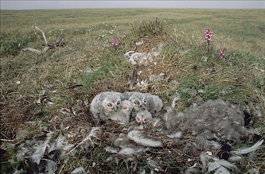 雪鹄,雪鸮,幼禽,苔原,鸟窝,北极国家野生动物保护区,阿拉斯加