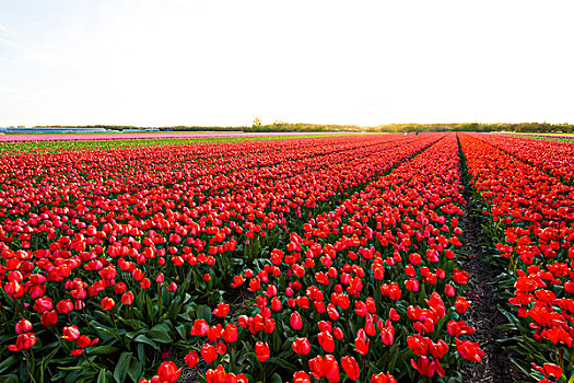 风景,上方,红色,郁金香,地点,日落,春天,荷兰南部,荷兰