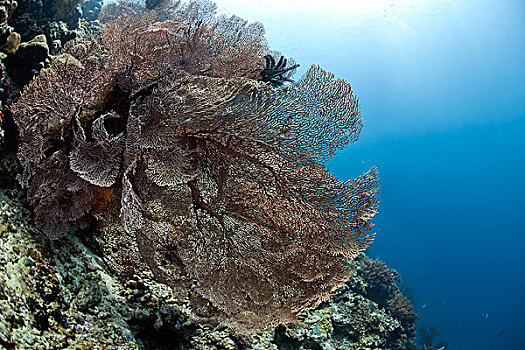 巨大,珊瑚,巴厘岛,印度尼西亚,亚洲