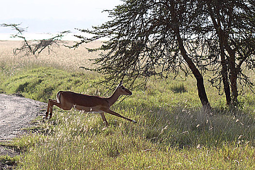 肯尼亚非洲大草原羚-奔跑跳跃
