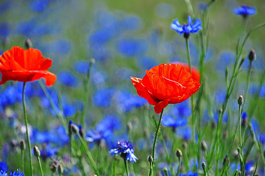 红色罂粟,中间,地点,蓝色,矢车菊