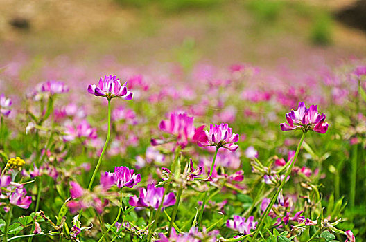 紫云英花地