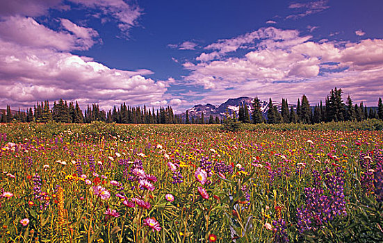 野花,威尔斯格雷省立公园,不列颠哥伦比亚省,加拿大