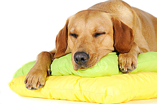 黄色拉布拉多犬,母狗,睡觉,垫子