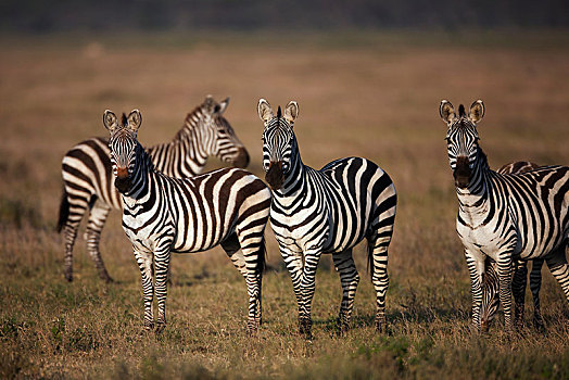 斑马,马,晚上,亮光,塞伦盖蒂,坦桑尼亚,非洲