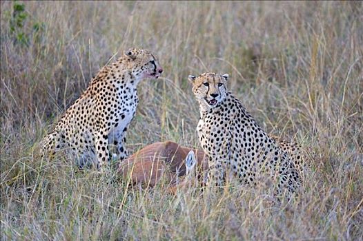 印度豹,猎豹,捕食,亮光,白天,肯尼亚,东非