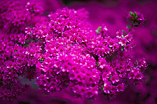 特写,粉色,杜鹃花,花,盛开,公园