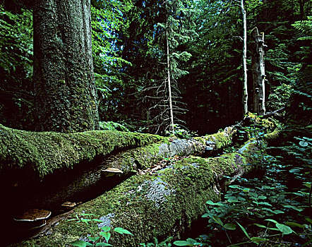老,山毛榉树,枯木,生物保护区,树林,图林根州,德国,欧洲